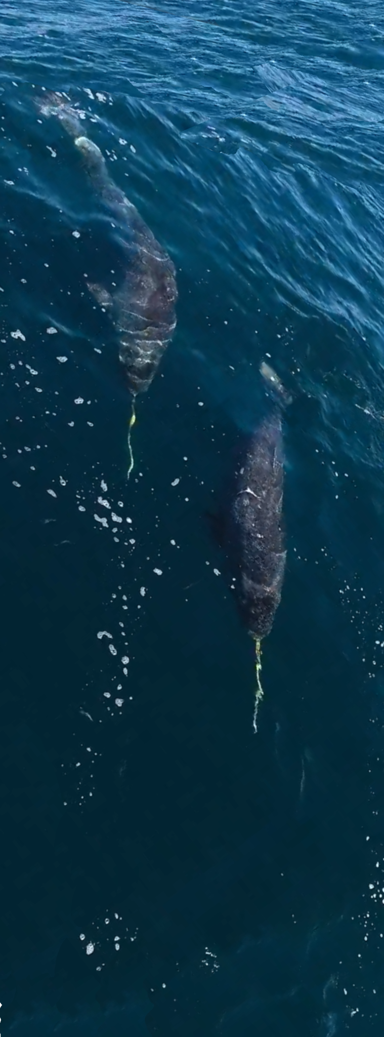 SUMMARY - ARCTIC JOURNEY